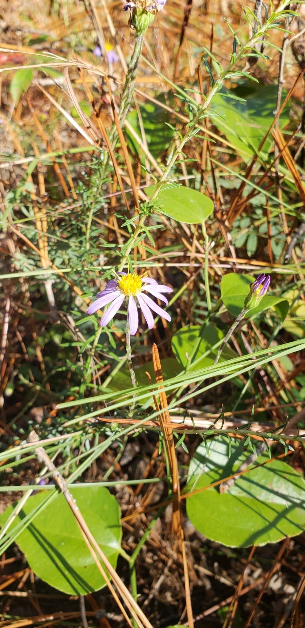 Image of Ionactis repens G. L. Nesom