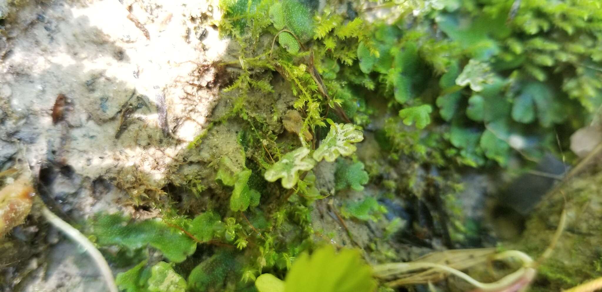 Image of Marchantia inflexa Nees & Mont.