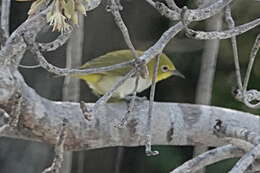 Imagem de Zosterops citrinella Bonaparte 1850