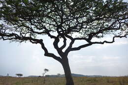 Image of marula