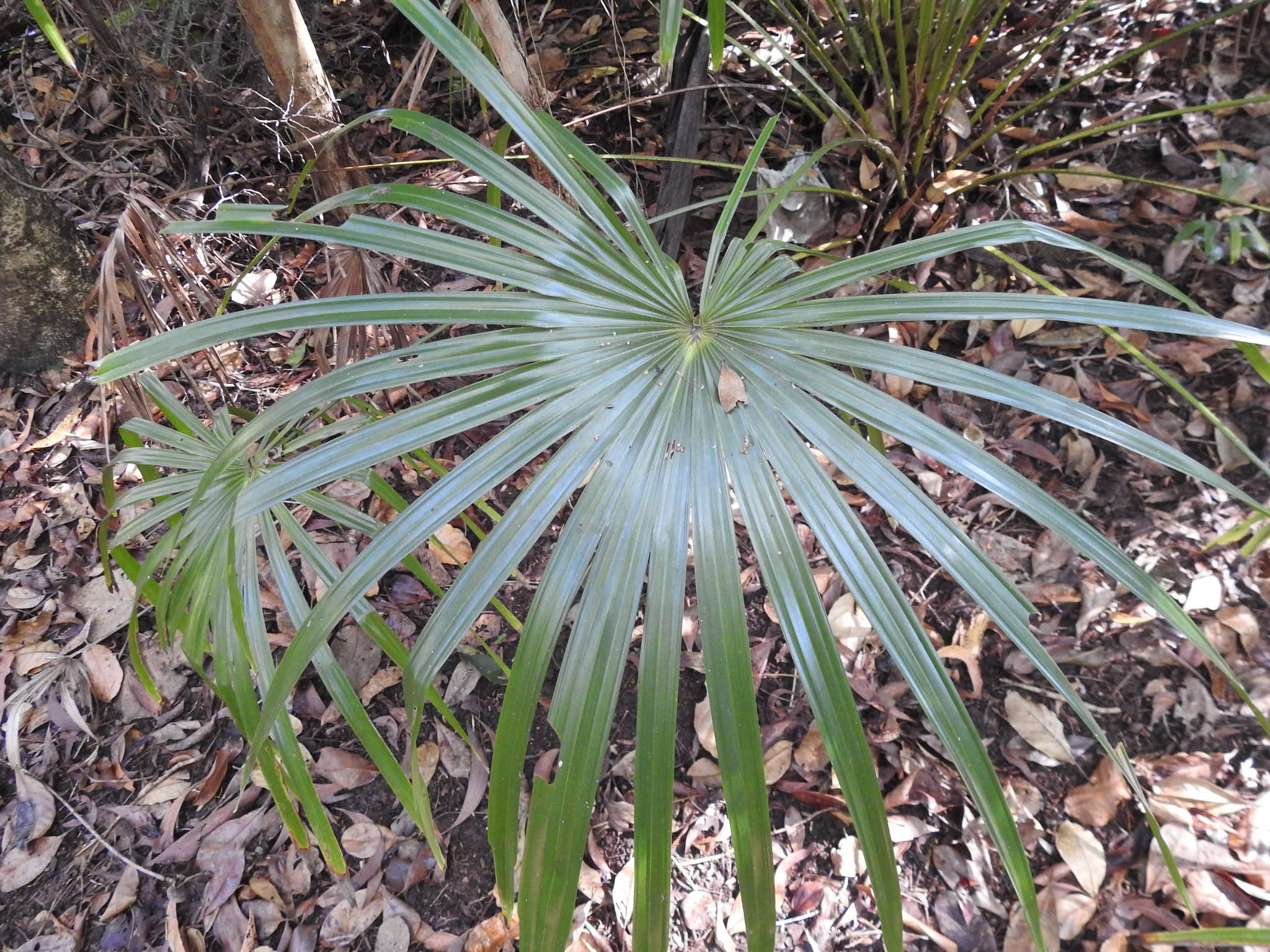 Image of Livistona benthamii F. M. Bailey