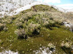 Image of sprawling wirevine