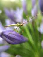 Image of Stenocoris (Stenocoris) apicalis (Westwood 1842)