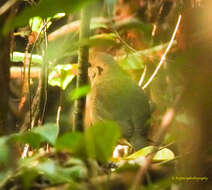 Image of Blue-naped Pitta