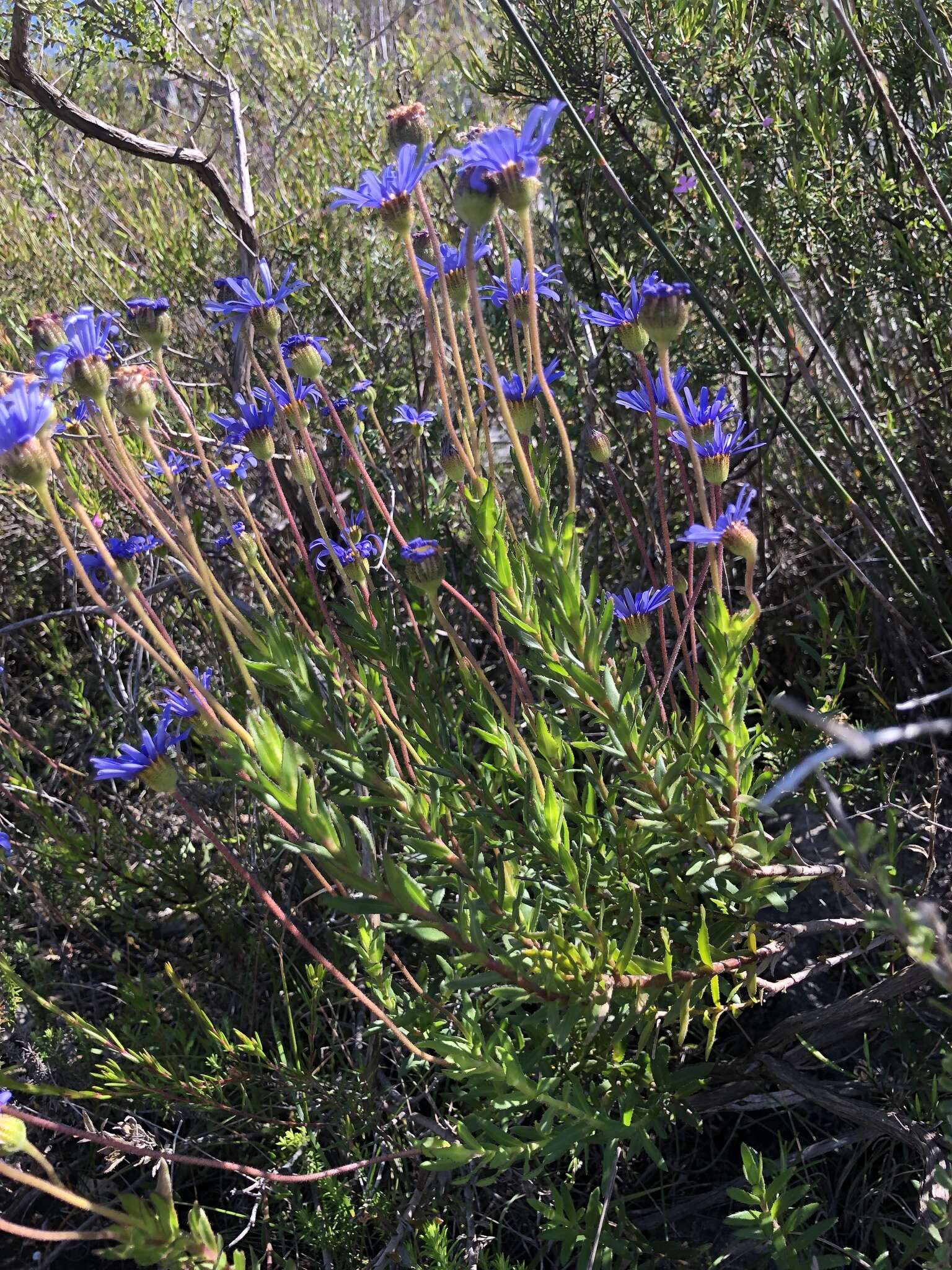 Image of Felicia ebracteata Grau