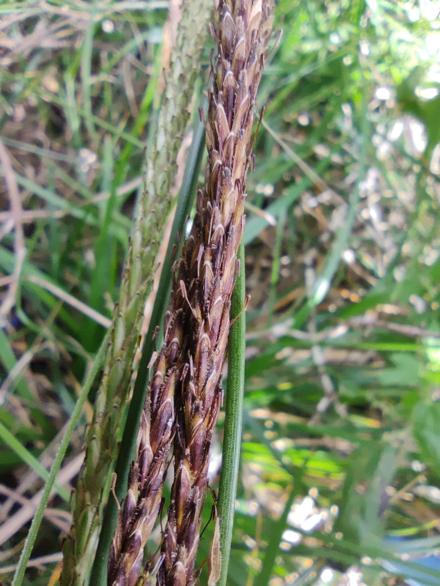 Carex quinquin resmi