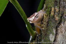 Image of Dendropsophus haddadi (Bastos & Pombal 1996)