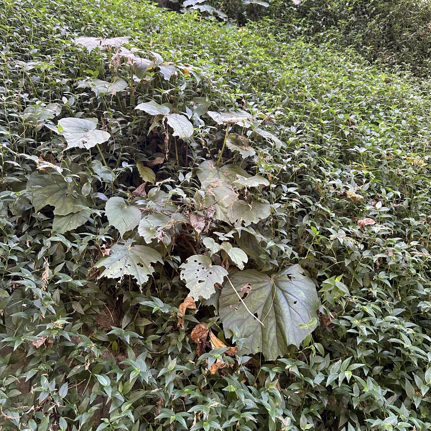 Image of Begonia nantoensis M. J. Lai & N. J. Chung