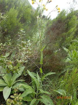 Image of Senecio inornatus DC.