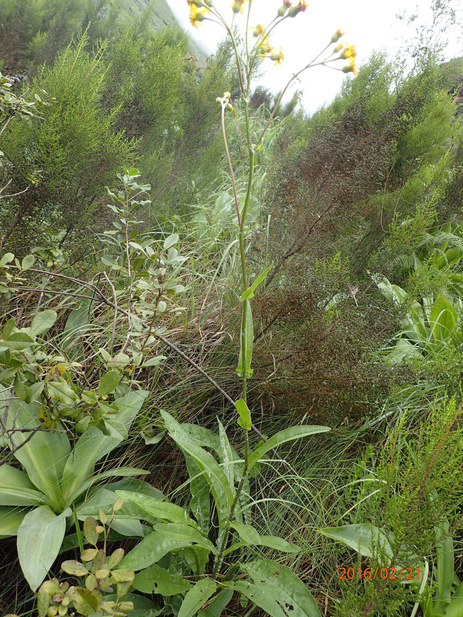 Image of Senecio inornatus DC.