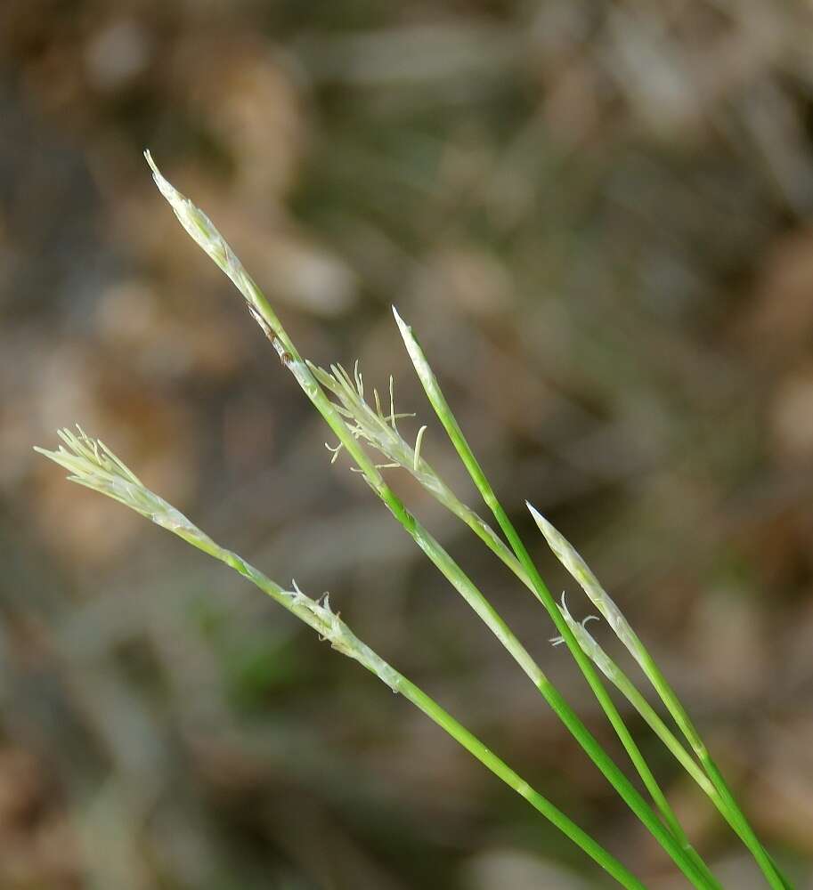 Image de Carex alba Scop.