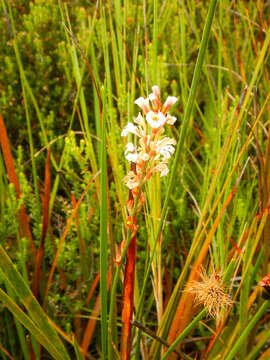 Image of Tritoniopsis unguicularis (Lam.) G. J. Lewis