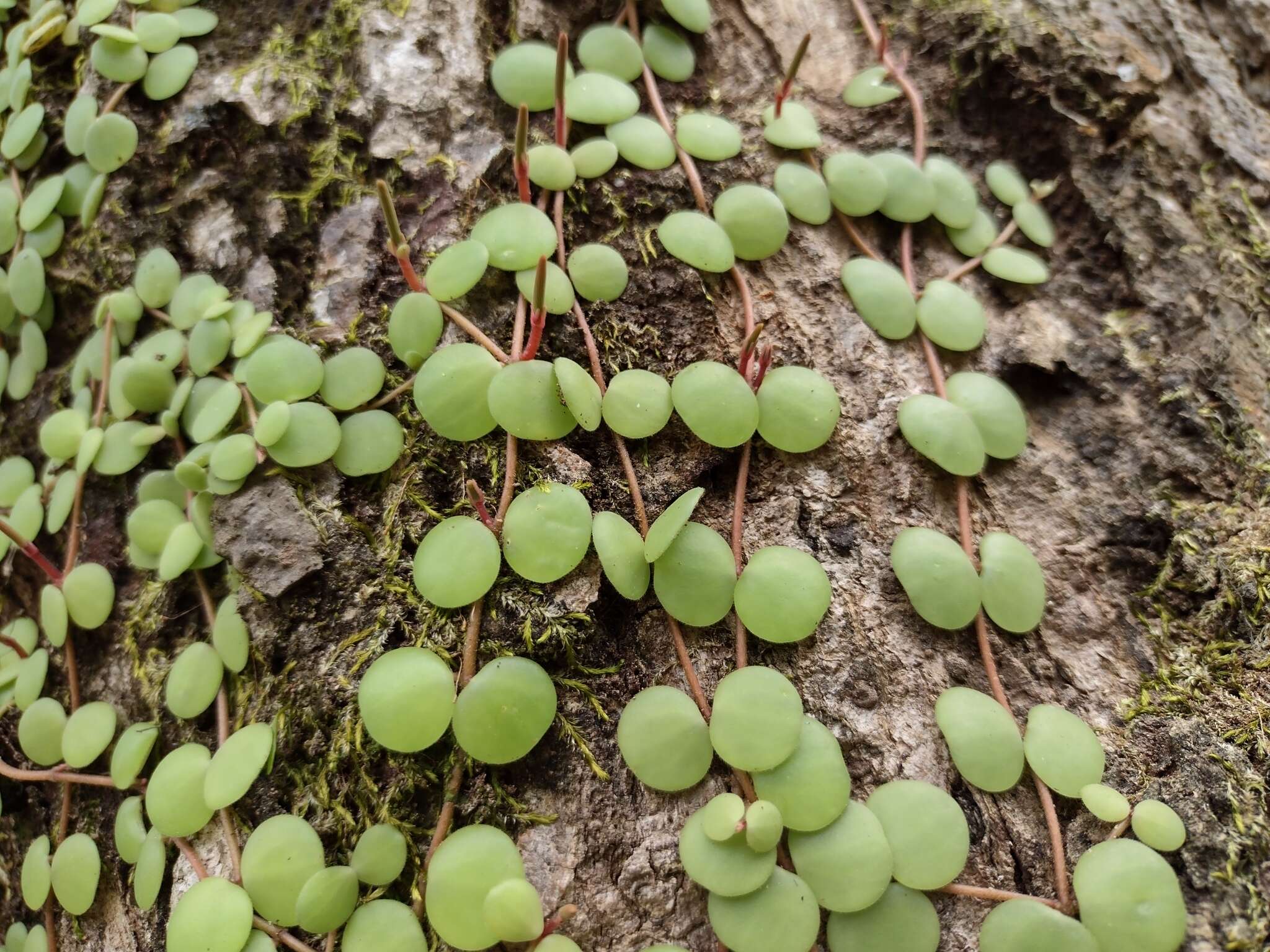 Image of Peperomia cyclophylla Miq.