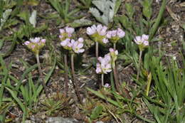 Image of Androsace adfinis Biroli