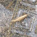 Image of Aegean Match Grasshopper