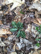 Image de Goodyera pubescens (Willd.) R. Br.