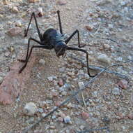 Image of Long-legged Armoured Katydid