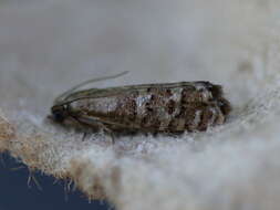 Image of Eastern Pine Seedworm Moth