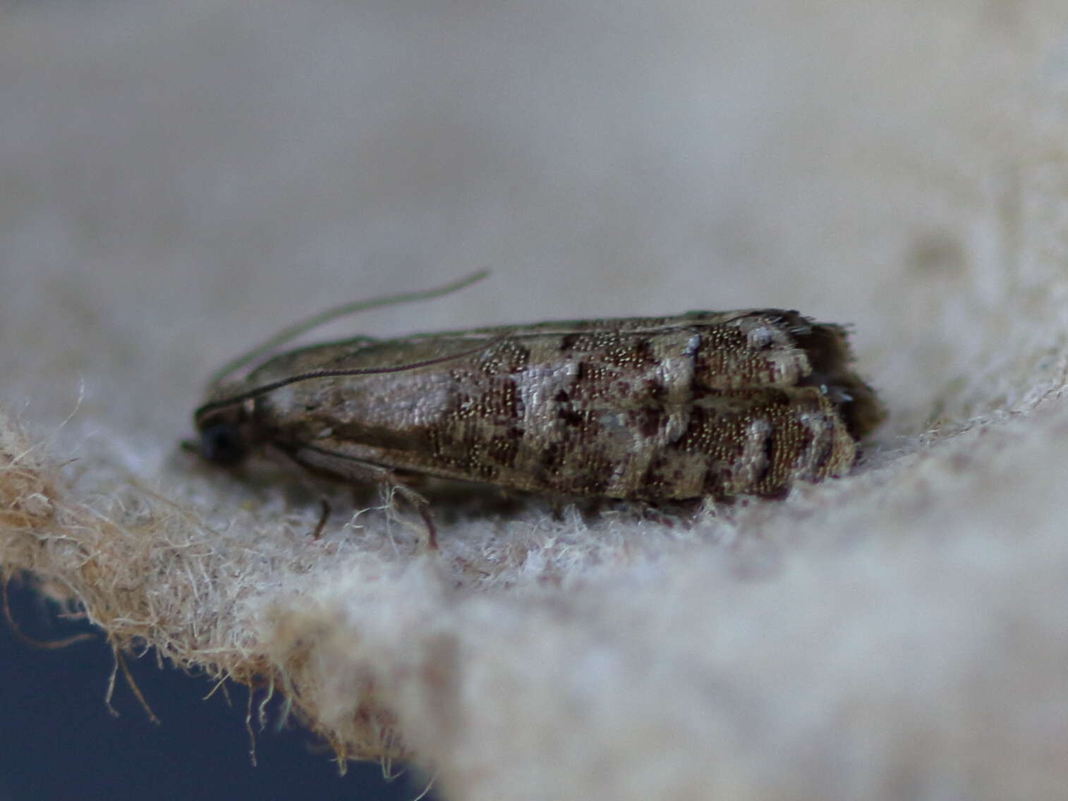 Image of Eastern Pine Seedworm Moth