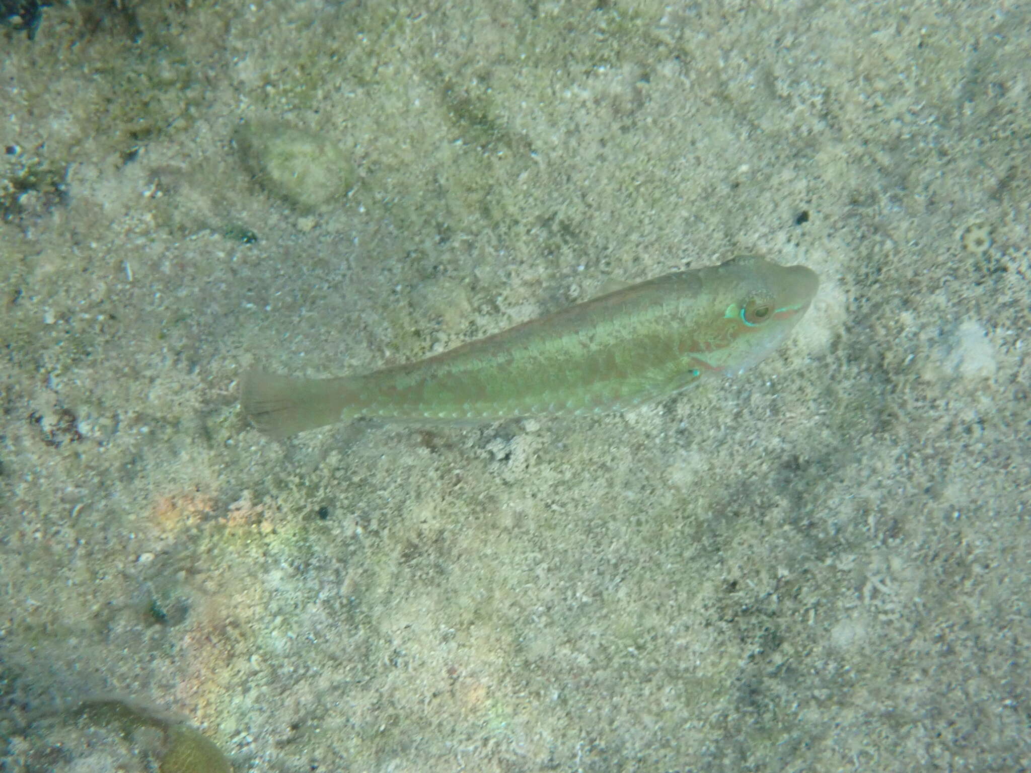 Image of Bucktooth Parrotfish