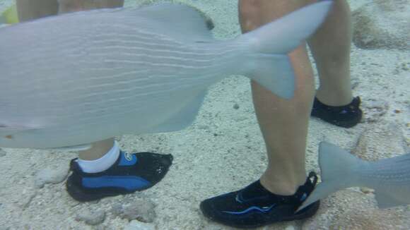 Image of Topsail chub