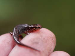 Image of Pygmy Salamander