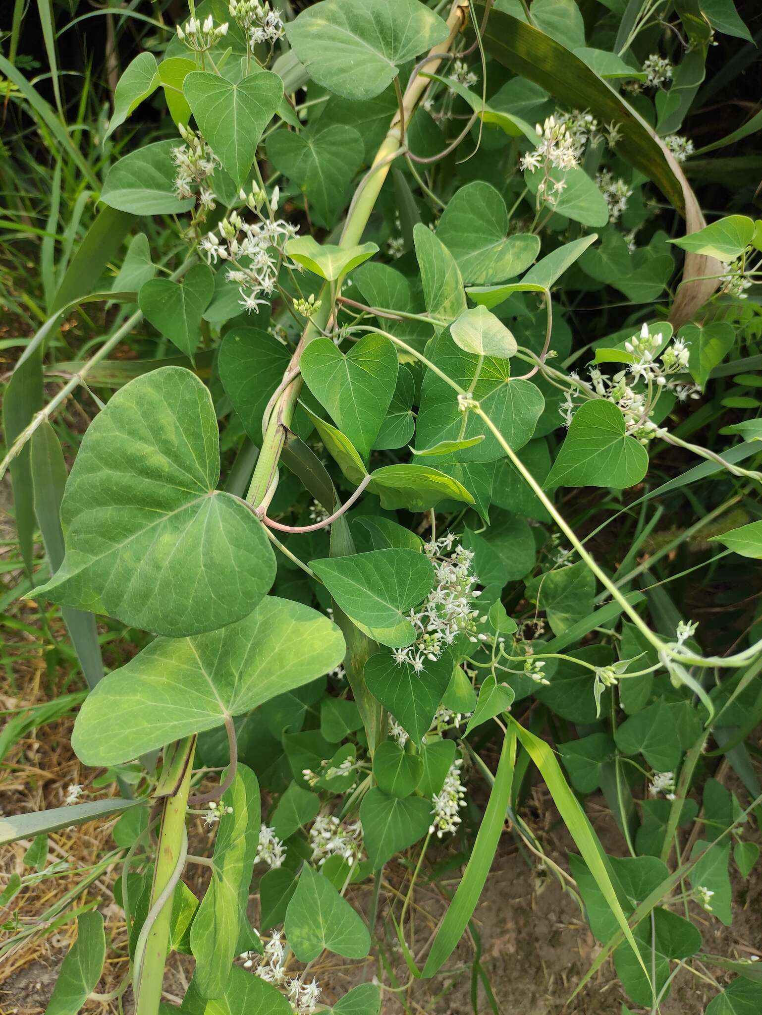 Image of Vincetoxicum pubescens (Bunge) Kuntze