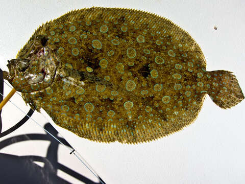 Image of Eyed Flounder