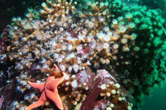 Image of orange encrusting anemone