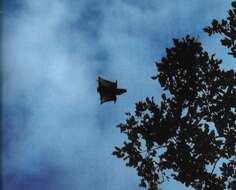 Image of Palawan Flying Squirrel
