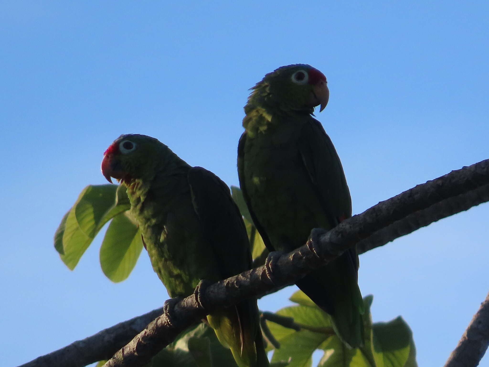 Image of Amazona autumnalis salvini (Salvadori 1891)