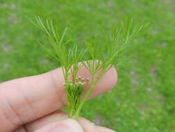 Image of marsh parsley