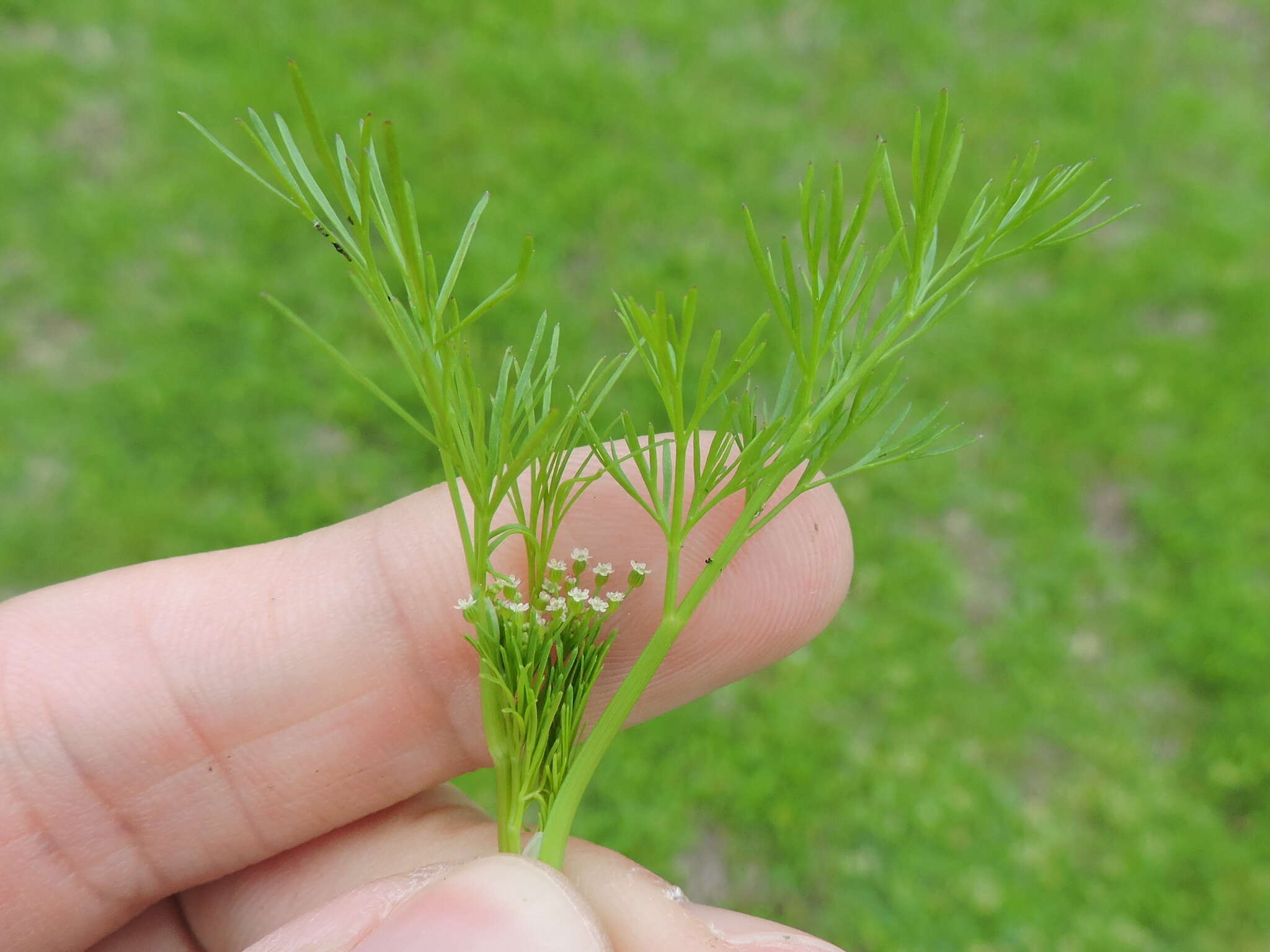 Image of marsh parsley