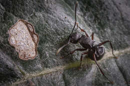 Plancia ëd Polyrhachis spinicola Forel 1894