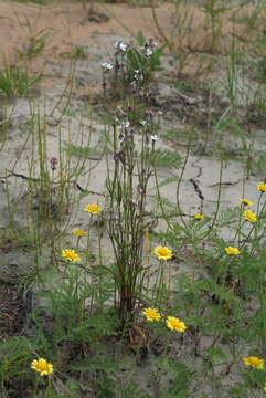 Слика од Silene ostenfeldii (A. E. Porsild) J. K. Morton