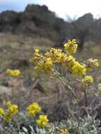 Image of sulphur-flower buckwheat