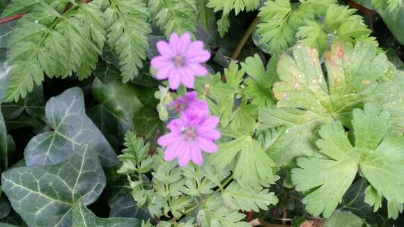 Image of hedgerow geranium