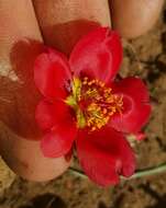 Image of Moss-rose Purslane