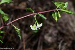 Image of Fuchsia thymifolia subsp. thymifolia