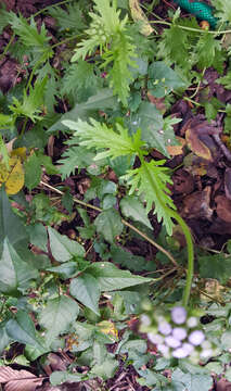 Image of Pinked Mistflower