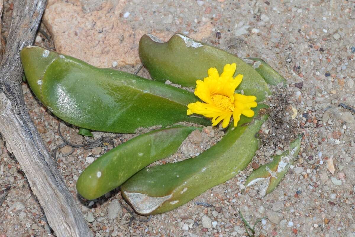 Image of Glottiphyllum depressum (Haw.) N. E. Br.