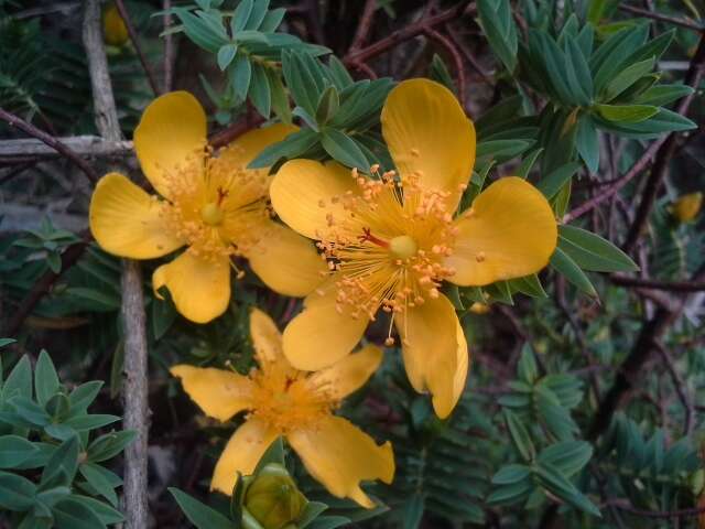 Image of Common curry bush