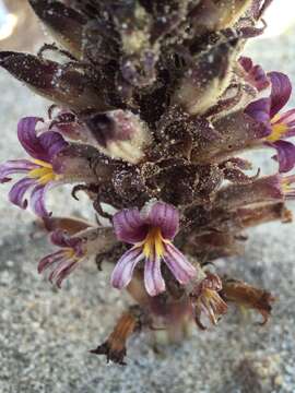 Image of Aphyllon cooperi subsp. latilobum (Munz) A. C. Schneid.