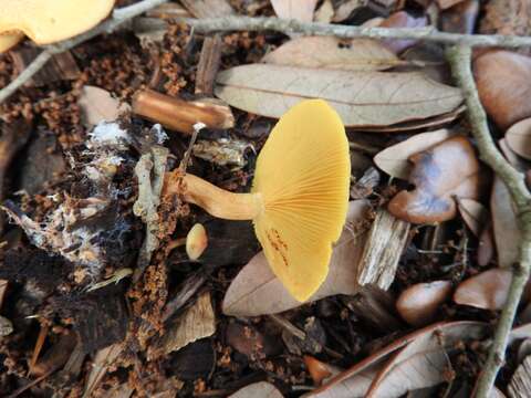 Image of Gymnopilus lepidotus Hesler 1969