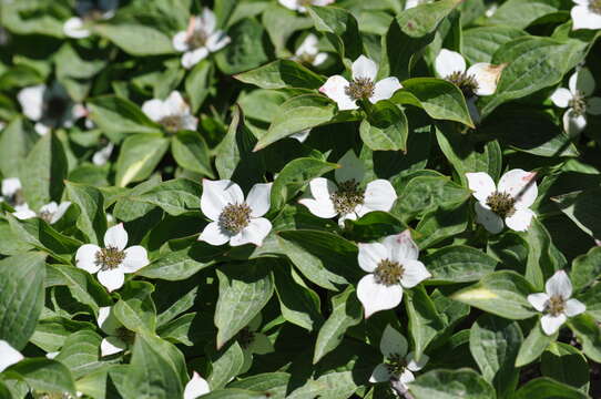 Image of western cordilleran bunchberry