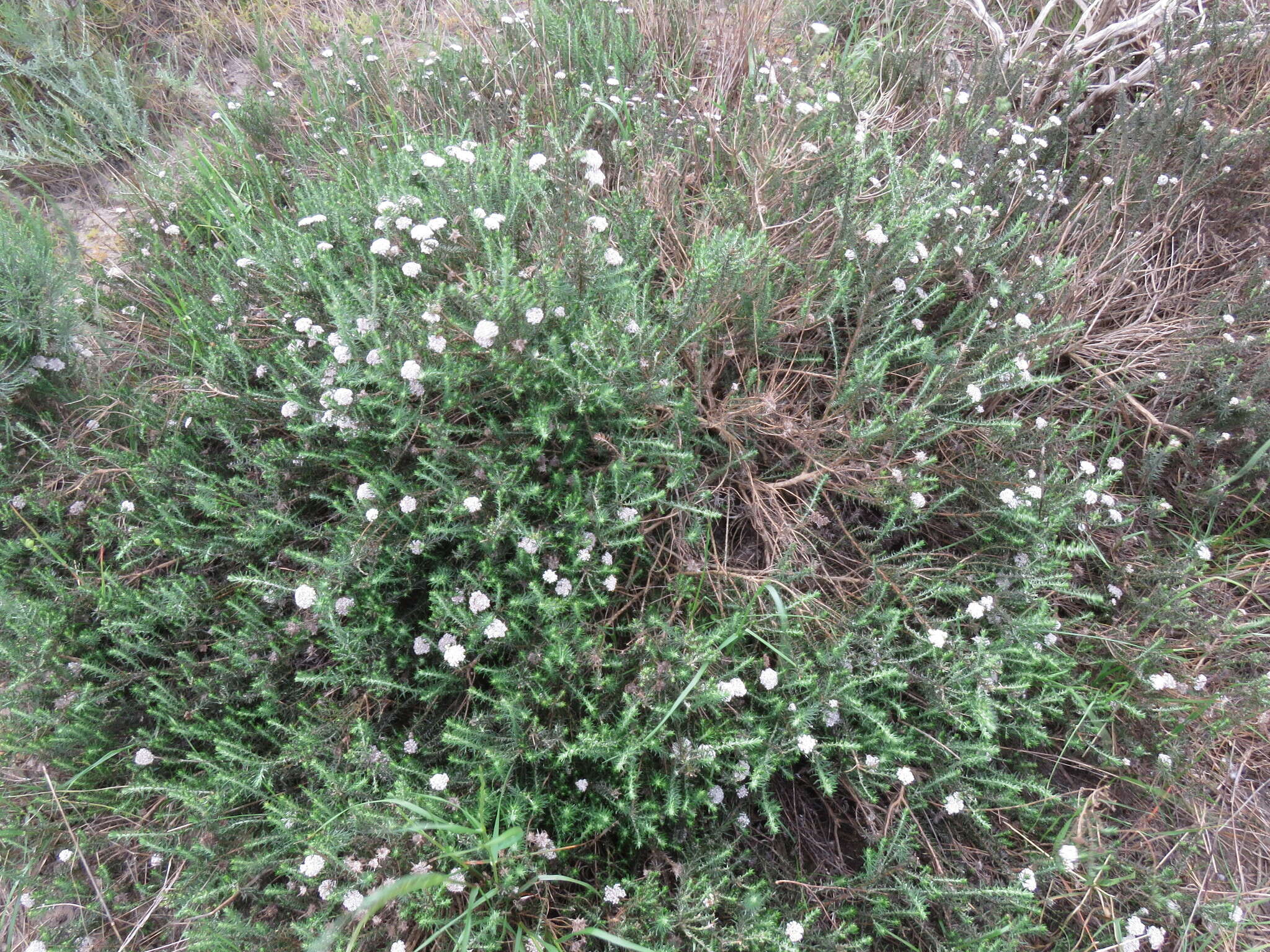 Image of Metalasia capitata (Lam.) Less.