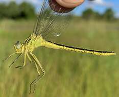 Image of Southern Yellowjack