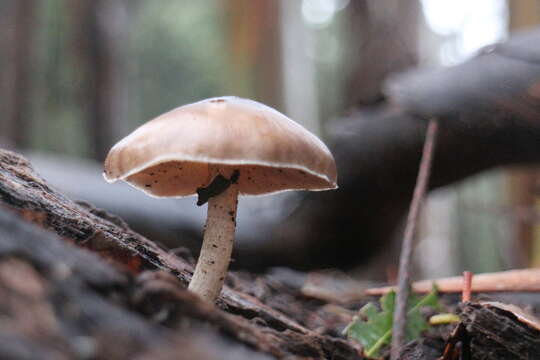 Image of Pluteus cervinus (Schaeff.) P. Kumm.