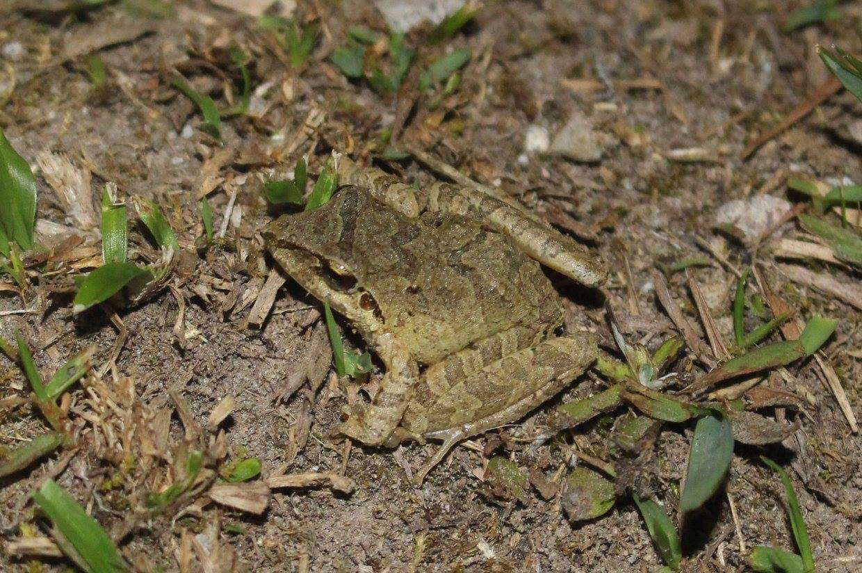 Image of Pristimantis w-nigrum (Boettger 1892)