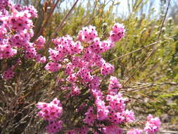 Image of Erica plumosa Thunb.